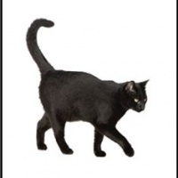 Deodorante Per Auto Personalizzato BLACK CAT