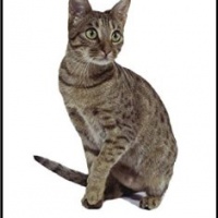Deodorante Per Auto Personalizzato OCICAT CAT