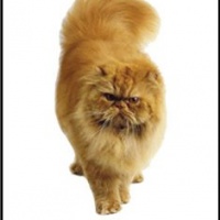 Deodorante Per Auto Personalizzato PERSIAN CAT