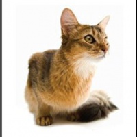 Deodorante Per Auto Personalizzato SOMALI CAT