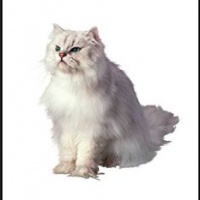 Deodorante Per Auto Personalizzato WHITE CAT