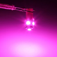 Souked T10 194 168 2825 5SMD 5050 LED Rosa Super Bright lampada del cuneo della lampadina